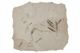 Plate of Fossil Leaves and Ants - Green River Formation, Utah #213396-1